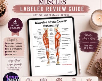 Könnte beinhalten: Digitales medizinisches Lernmaterial mit dem Titel "Muskeln der unteren Extremität" mit beschrifteten anatomischen Abbildungen. Das Material ist für Studenten der Krankenpflege und Medizin sowie für die USMLE/NCLEX-Vorbereitung konzipiert. Enthält den Text "Sofort-Download".