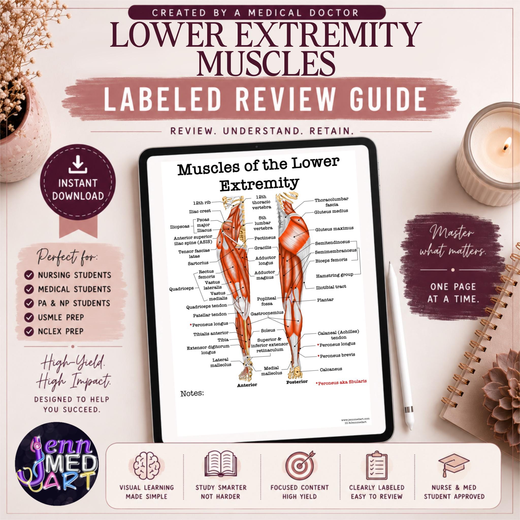 Lower Extremity Muscles Review Guide | Labeled | Leg Muscle Study Sheet ...