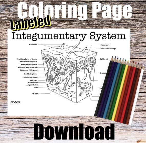 Integumentary Anatomy Coloring Page- LABELED- Digital Download Skin Anatomy Diagram Anatomy Worksheet Med Student Study Guide Anatomy Art