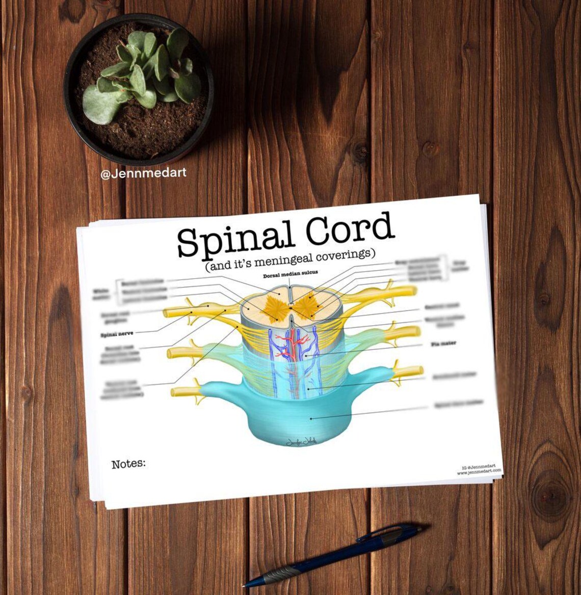 Spinal Cord Review Guide | Labeled | Nervous System Study Sheet ...