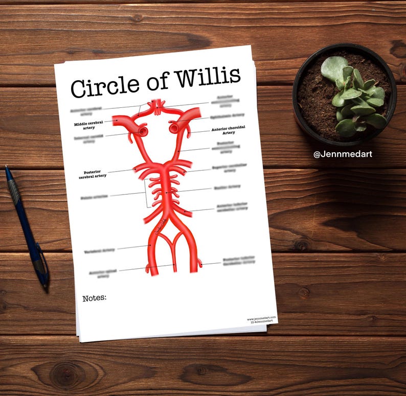 Circle of Willis Review Guide | Unlabeled | Brain Blood Supply Study ...