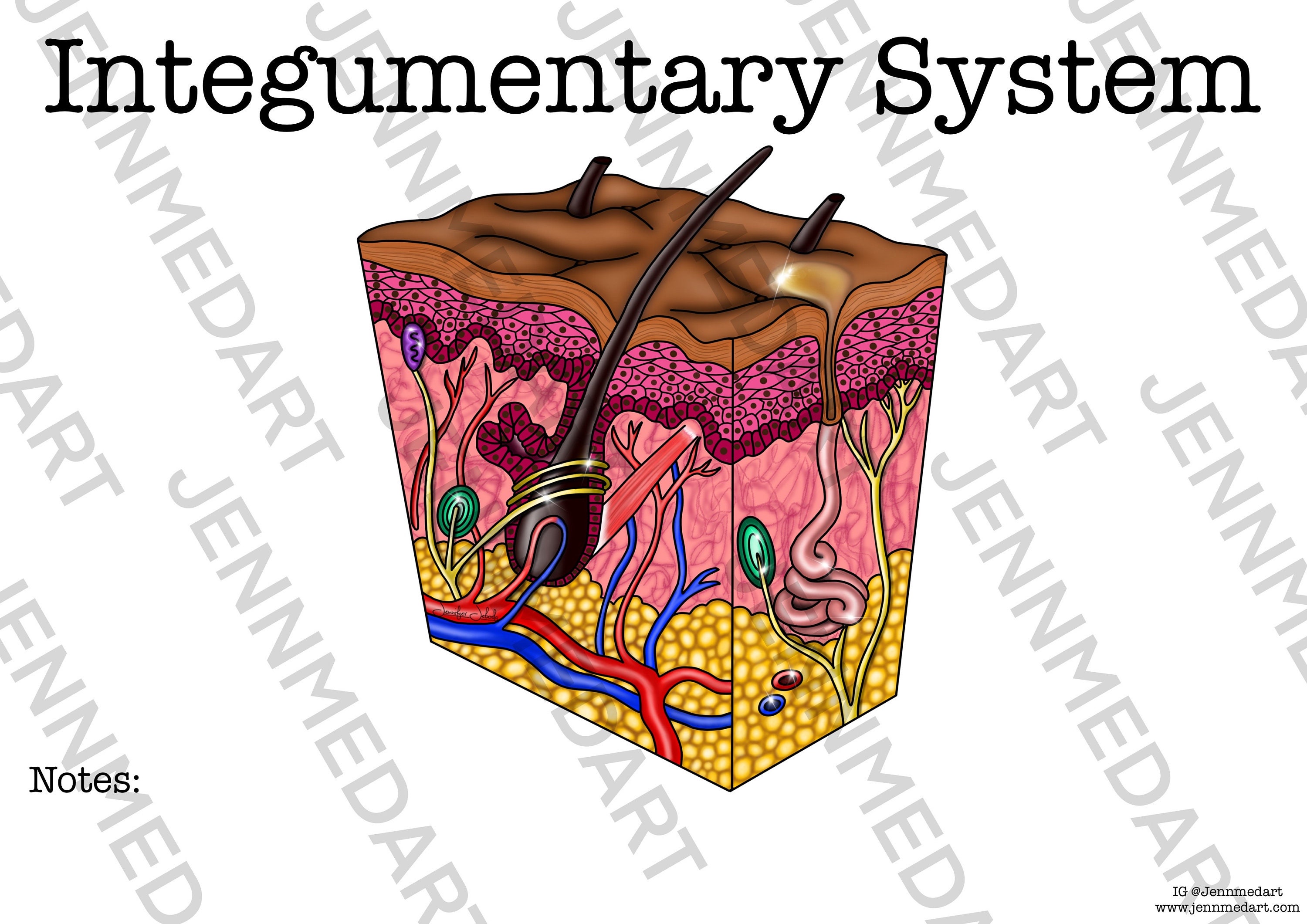 Integumentary System Worksheet, 3-in-1 Set A Labeled Coloring Page