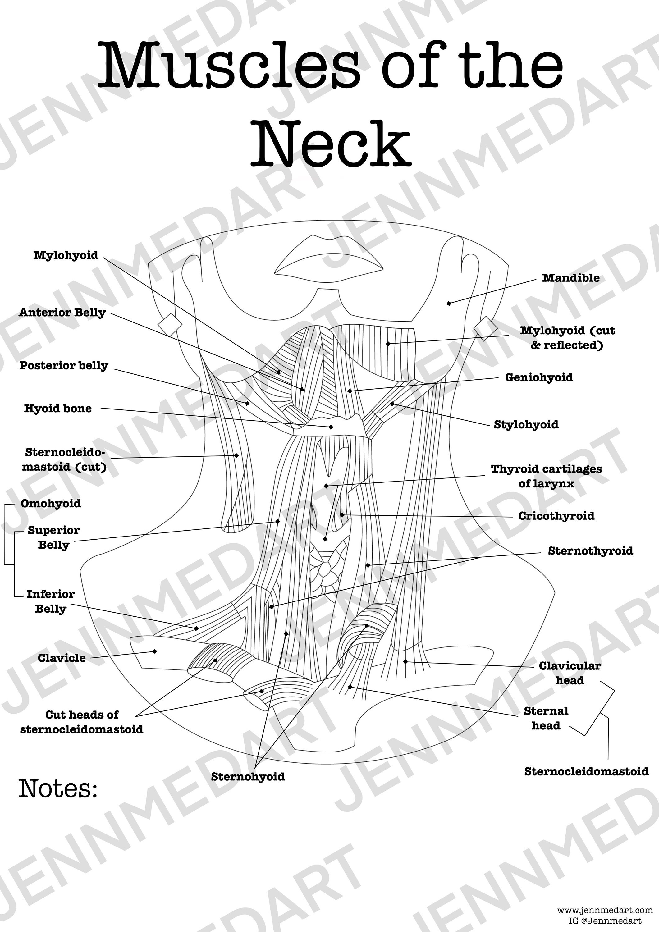 skeleton neck diagrams