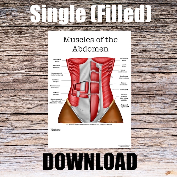 Muscles of the Abdomen Anatomy Worksheet- Single FILLED- Digital Download Human Anatomy Chart Anatomy Art Learning Anatomy Medical Image