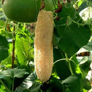 Natural Egyptian Biodegradable Luffa Loofa Lufa Loofah Bath & Household Sponge Cleaning- 24”/60cm or more