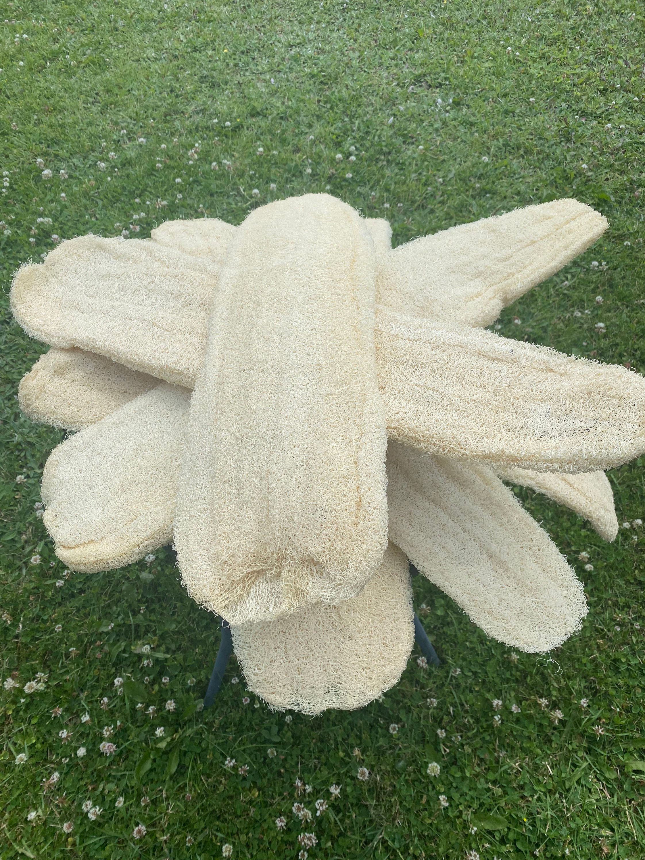 Natural Egyptian Biodegradable Luffa Loofa Lufa Loofah Bath & Household ...