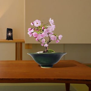 Op de afbeelding: Een bonsai boom met roze bloesem in een donkergroene keramische pot. De boom staat op een houten tafel. De bloesems staan in volle bloei, met een mix van lichte en donkere roze bloemblaadjes. De pot heeft een brede, ondiepe vorm.