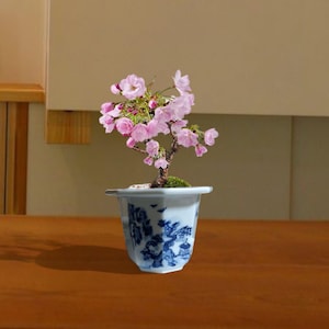 Peut inclure: Un bonsaï miniature avec des fleurs roses dans un pot en céramique blanc et bleu. Le pot présente un motif traditionnel bleu et blanc. Le bonsaï est planté dans de la mousse verte, et les fleurs sont d'un rose vif.