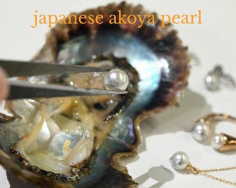Japanese Akoya Shell, Saltwater Pearl Shell Grown in Uwajima - Main Image
