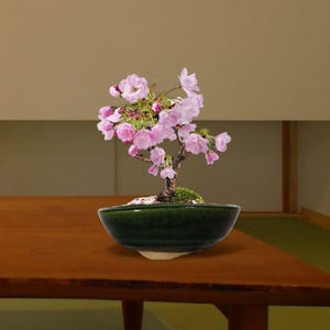 以下が含まれることがあります： 濃い緑色の陶器鉢に入った、ピンク色の花を咲かせた盆栽。木製のテーブルの上にあります。花は満開で、明るいピンクと濃いピンクの花びらが混ざっています。