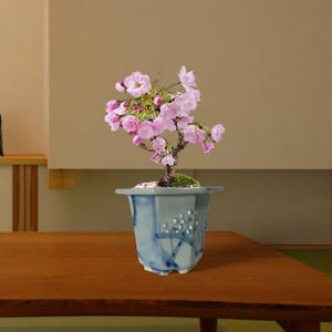 以下が含まれることがあります： 青と白の六角形の鉢に植えられた、ピンクの花を咲かせた盆栽。 幹と枝は濃い茶色で、小さな緑の葉があります。 鉢には装飾的な模様があります。