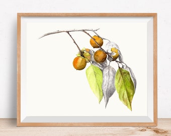 Persimmon 5 Fruit, Watercolor, Graphite Pencil Print - Artist Sheri Loughry