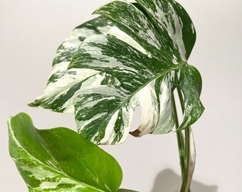 Variegated Albo Monstera Rooted Plant