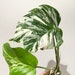 see more listings in the Variegated Monstera section