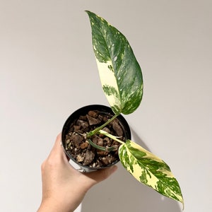 Epipremnum Pinnatum Aurea ‘Yellow Flame’ - Trailing - 4 Pot