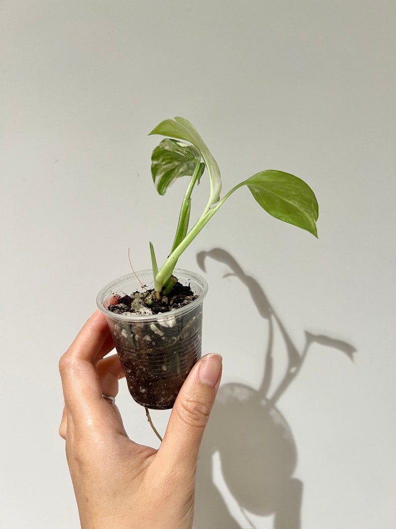 Variegated Albo Monstera Lechleriana Rooted Plant image 3