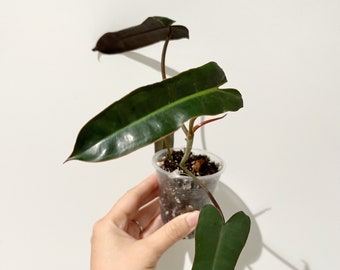 Philodendron Atabapoense