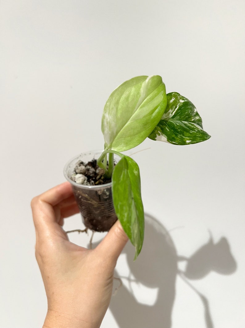 Variegated Albo Monstera Lechleriana Rooted Plant image 2