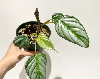 Philodendron Sodiroi