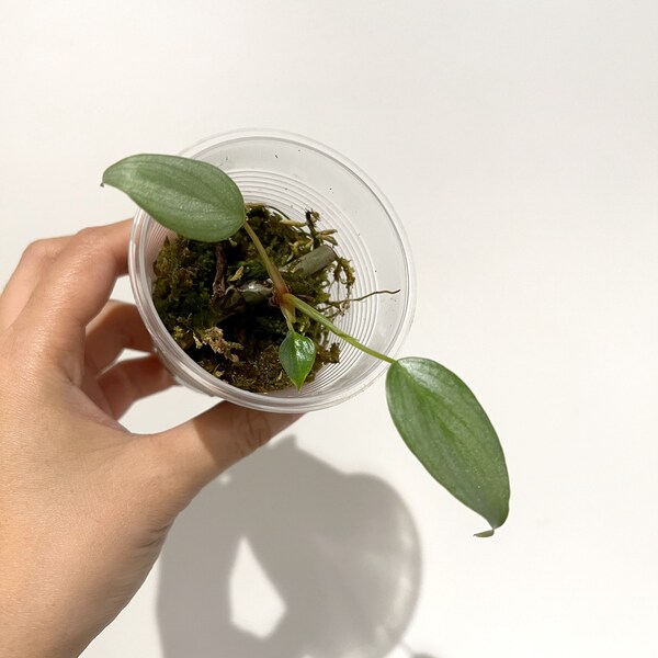Philodendron Sodiroi C