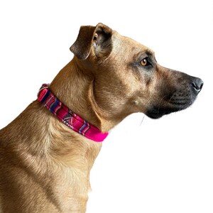 May include: A brown dog with a pink and blue patterned collar. The dog is looking to the right of the frame.