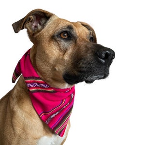 May include: A brown and tan dog wearing a pink bandana with colorful stripes. The dog is looking to the right of the frame.