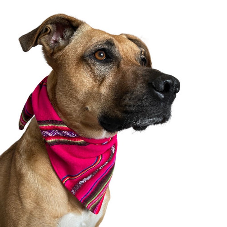 May include: A brown and tan dog wearing a pink bandana with colorful stripes. The dog is looking to the right of the frame.