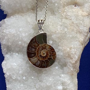 May include: A silver chain necklace with a pendant featuring a fossilised ammonite shell. The shell is brown and iridescent with a spiral pattern.