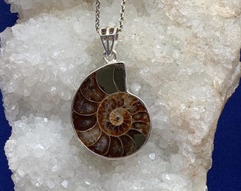 May include: A silver chain necklace with a pendant featuring a fossilized ammonite shell. The shell is brown and iridescent with a spiral pattern.