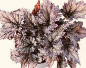 Rex Begonia 39 Ideal Silvery Blue 39
