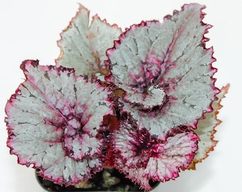 Rex Begonia 'Curly Q' -BFF EXCLUSIVE