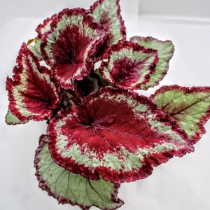 May include: A close-up of a red and green begonia plant with variegated leaves. The leaves have a deep red color with green edges and white speckles.