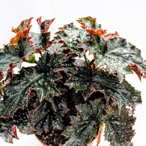 May include: A potted Begonia plant with dark green leaves speckled with white spots and red edges. The leaves have a ruffled texture and are arranged in a full, lush display. The plant is set against a white background.