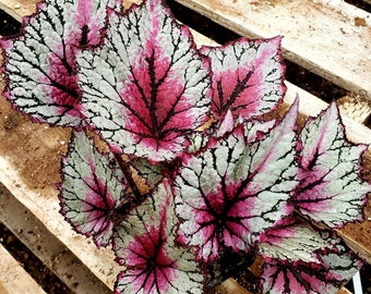 Jurassic™ Rex Begonia 'Pink Splash'