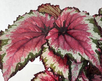 May include: A houseplant with large, variegated leaves. The leaves are a mix of green, white, and pink.