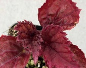 Rex Begonia 39 Ideal Burgundy 39