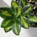 see more listings in the Houseplants section