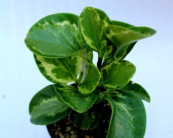 Baby Rubber Tree Marble (Peperomia Obtusifolia)