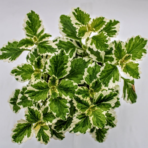 Plectranthus Coleoides Variegata ( Variegated Swedish Ivy)