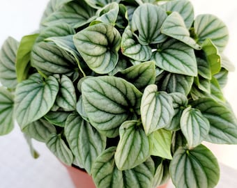 Peperomia 'Frost'