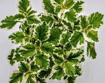 Plectranthus Coleoides Variegata ( Variegated Swedish Ivy)