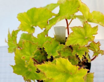 Rhizomatous Begonia 'Coos Bay'