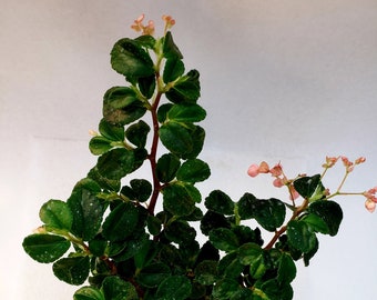 Begonia Foliosa