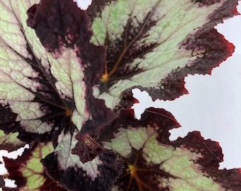 Jurassic™ Rex Begonia &#39;Silver Point&#39;