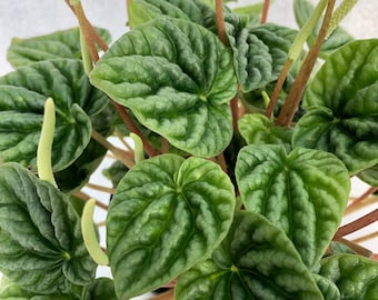 May include: A close-up of a green leafy plant with red stems and white flowers. The plant has a textured, veined leaf pattern.