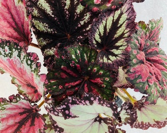 Rex Begonia Variety Growers Pack