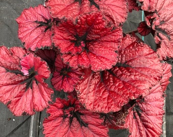 Jurassic™ Rex Begonia &#39;Heartbeat&#39;