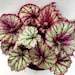 see more listings in the Rex Begonia section