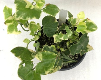 Senecio Macroglossia 'Variegated Wax Ivy'