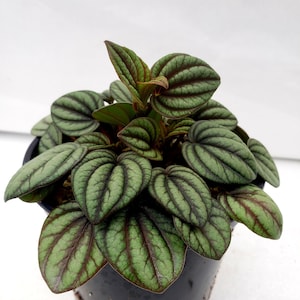 Peperomia 'Picolo Bando'